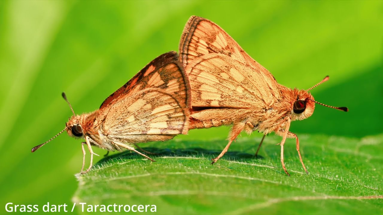 Insect macro photography in Palawan with a CANON R7 and a LAOWA 65mm Ultra Macro.