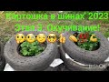 Картошка в шинах' 2023  (3 этап: окучивание)