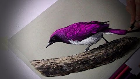 Drawing A Bird With Colored Pencils - Time Lapse