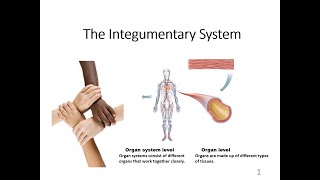 BIO 168 Chapter 6: Integumentary System