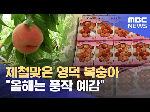 제철맞은 <strong>영덕</strong> 복숭아.. &amp;quot;올해는 풍작 예감&amp;quot; (2024.07.17/뉴스데스크/포항MBC)