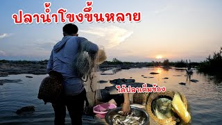 หมานสุดๆ ฝนตกปลาน้ำโขงขึ้นได้ปลาเต็มข้อง | Wow A lot of Fish MEKONG River