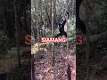 kecepatan lompat siamang