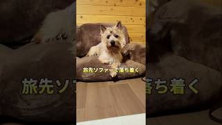 旅先のソファーを気に入ったハリー#可愛い犬 #ケアーンテリア #cairnterrier #shorts