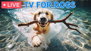 🔴 Dog Music🎵Dog Calming Music for Dogs🐶Fast-Prevent Boredom and Anxiety with video for Dogs !