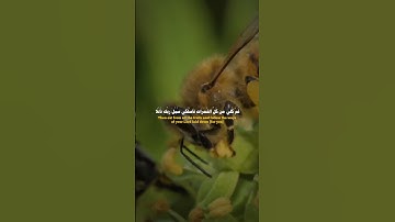 وأوحى ربك إلى النحل #احمد_العجمي  #سورة_النحل
