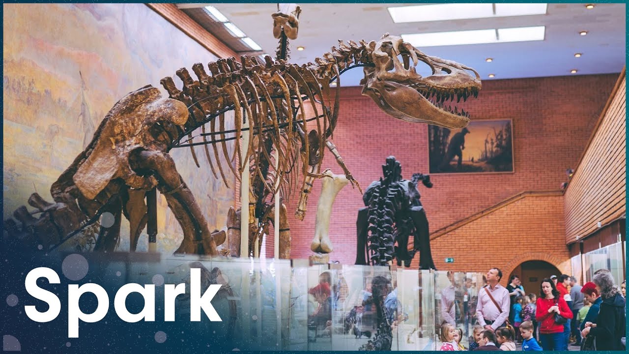 Documentary backdrop image for What Digging Up Dinosaurs Tells Us About Who We Are (2019)