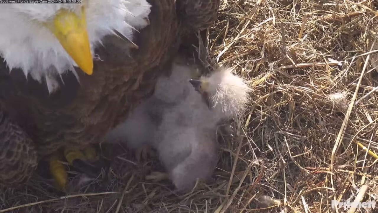 SWFL EAGLE CAM 2024.12.19〜12.20
