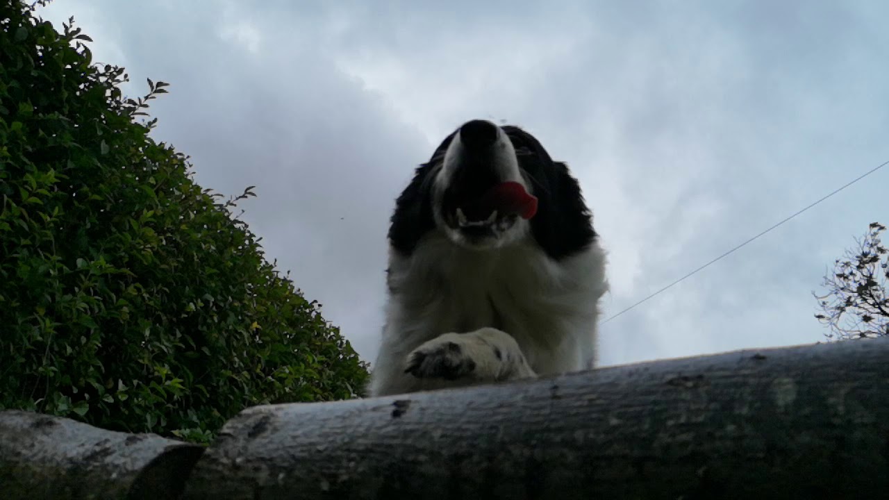 Border Collie Life (9) - YouTube