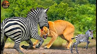 Ultimate Predators: When Lions Attack! The Battle for Survival | Nature Animal Documentary