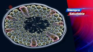 “Spermbot”, el nanobot que ayuda a lograr la fertilización - El Noticiero emisión meridiana 29/03/25