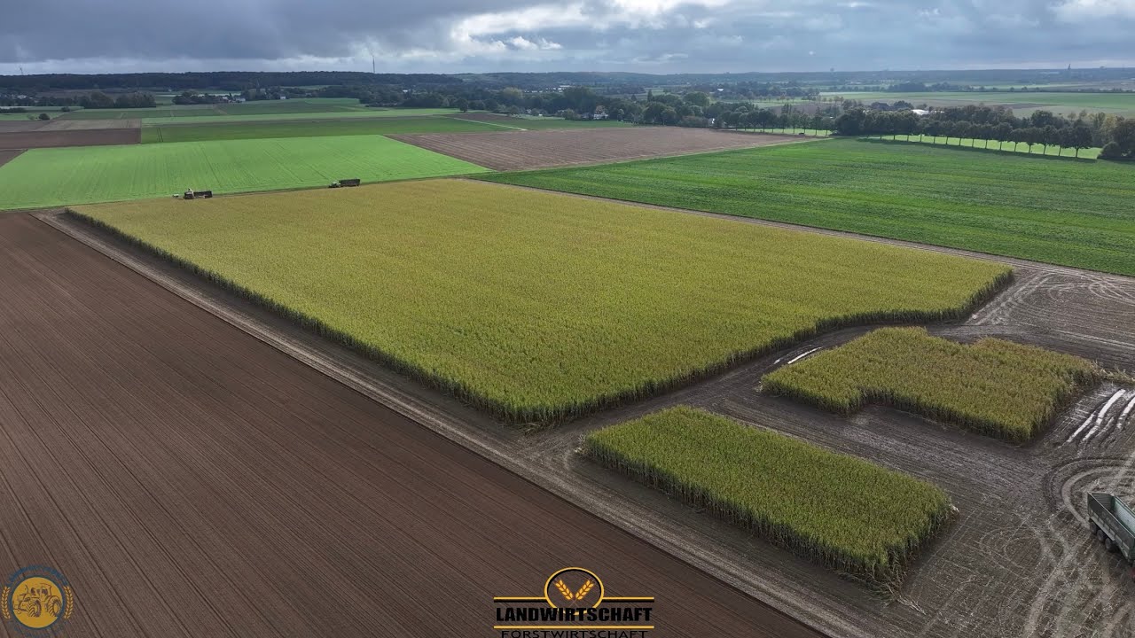 Was ein Schöner Bestand! 44T/Ha LU Winkels Maishäckseln für Biogasanlage Maisernte Krone BIG X 1180