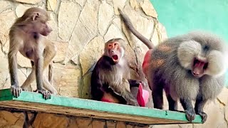 Лида УКРАЛА шляпу у Люси! Лида может ПРОШЛЯПИТЬ Елися, а Люська станет ЛЮБИМОЙ женой! Гамадрилы