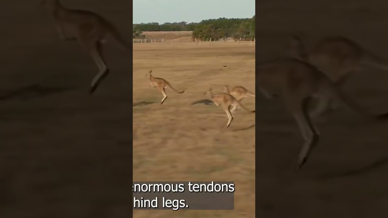 Jumping Kangaroo 