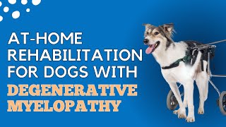 At-Home Rehabilitation for Dogs with Degenerative Myelopathy
