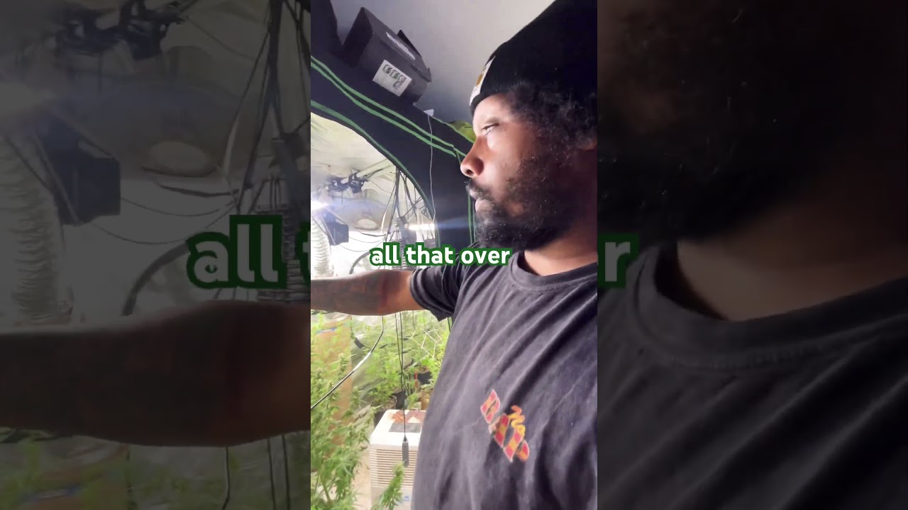 LOLLIPOPPING 🍭 This Helps Focus The Energy Toward The Bud’s & NOT the Leaves! 🍃 