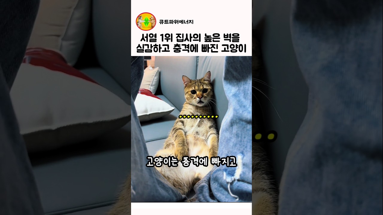 서열1위 집사의 높은 벽을 실감하고 충격에 빠진 고양이