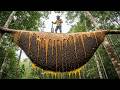 Truly Terrifying! A Giant Beehive Hanging High in the Forest – Wild Honey Hunting