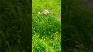 "Одним броском — прямо в цель!"#shorts #трюк #скилл #точность #удар #везение