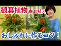 観葉植物の寄せ植えをおしゃれに作るコツ！作り方　お部屋時間をセンス良く楽しむ、観葉植物の寄せ植えギャザリングの作り方