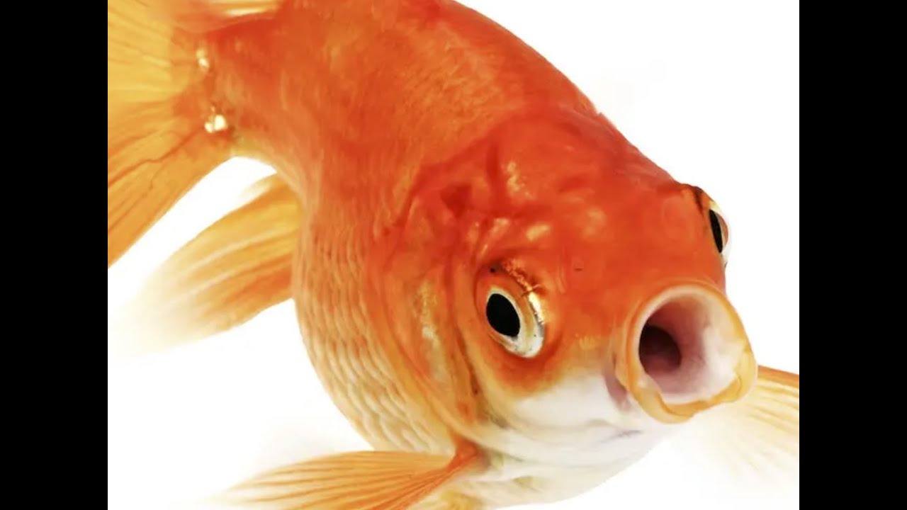 cute fish compilation