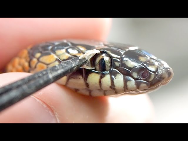 Remove any shed skin that remains in the snake's eye. - YouTube