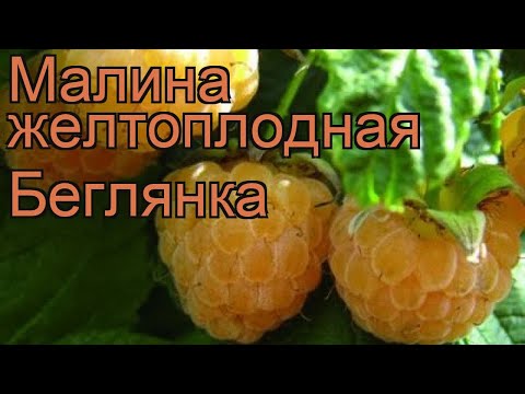 Малина желтоплодная Беглянка (rubus beglianka) ? Беглянка обзор: как сажать, саженцы малины Беглянка