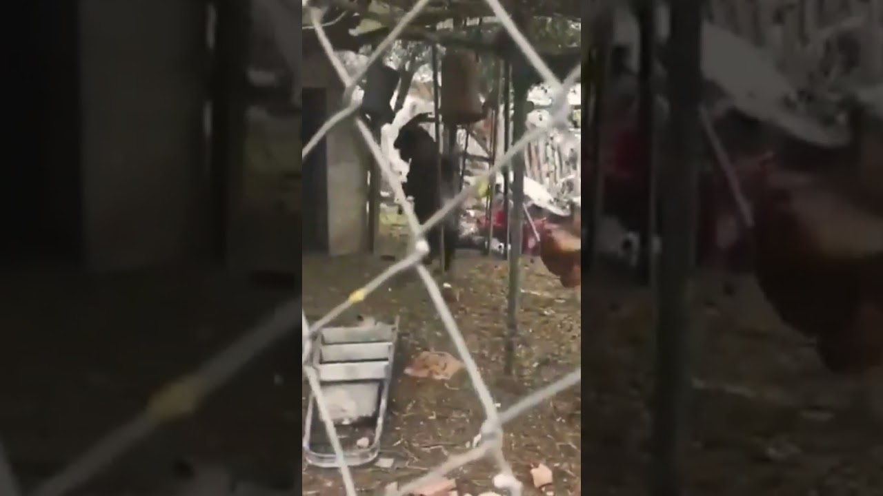 Black Goat Walking on two legs