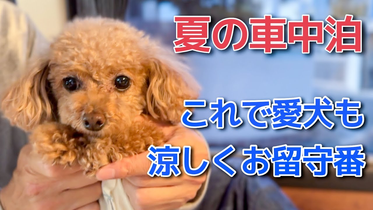 I bought a Rakool air conditioner! #ToyPoodle #RescueDog - YouTube