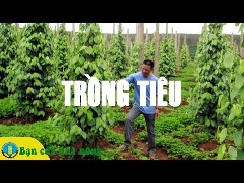 Video: Trồng Cây Hồ Tiêu Trong Nhà - Chăm Sóc Cây Hồ Tiêu Làm Cảnh Trong Nhà