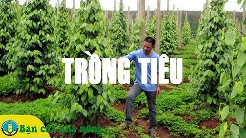Kinh Nghiệm Cơ Bản Trồng Và Chăm Sóc Hồ Tiêu Cho Người Mới / Bạn Của Nhà Nông
