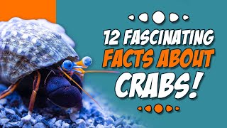 12 Fascinating Facts About Crabs | Facts About Crabs by Animal Fascination 1,662 views 4 months ago 12 minutes, 49 seconds