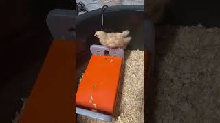 Baby buff Orpington 3 week old