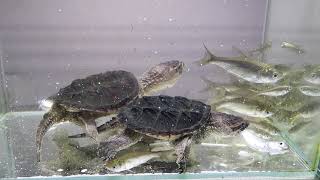 2 snapping common turtle catching 50 fish