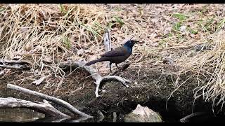 Grackle fishing