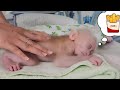 Baby monkey sugar enjoys soothing bath and massage so much