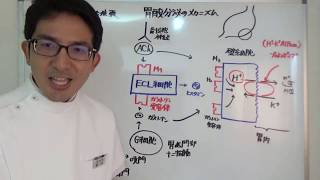 かんたん薬理学　消化性潰瘍の薬