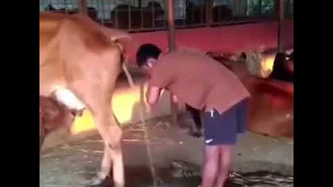 Indians drinking cow urine 🤢🤮