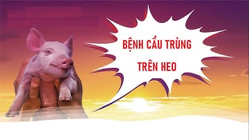 Điều trị bệnh cầu trùng trên heo | Dr.Vet