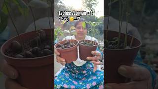 Lychee And Longan Are Cousins