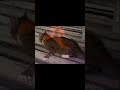 Youtube cats zoomin to the Zenki opening part 1! #shorts #funny #cats #anime #comedy