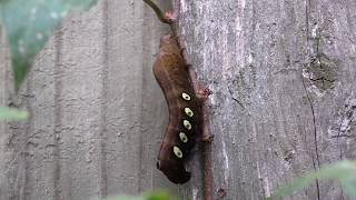 Pandora Sphinx Moth Caterpillar & Long-legged Fly