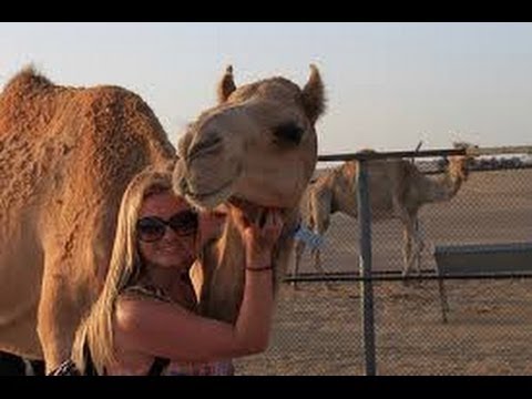 ТОП силачей в мире животных! Смотреть документальные фильмы