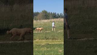 Awesome goodness IN a dog walking park country setting, warmth, puppy love, people enJoyment 5/18/26
