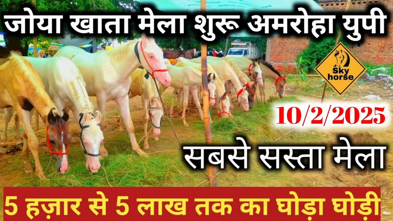 घोड़ा मेला जोया खाता शुरू किसान व्यापारी अपने घोड़ा घोड़ी लेकर पहुँचे |Khatamela2025