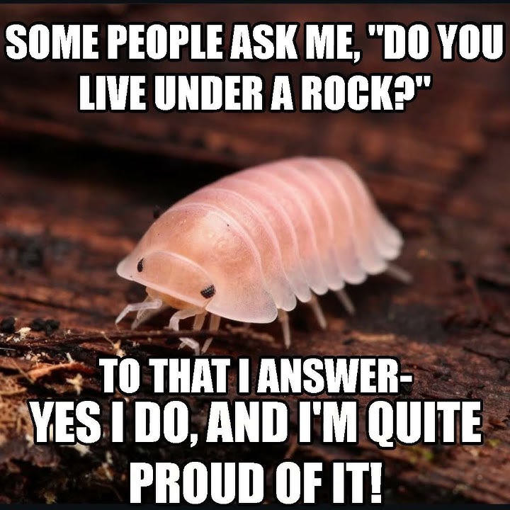 A ROLY-POLY'S ANSWER TO A COMMON QUESTION #memes #voiceacting #fyp #isopods #entertainment #funny