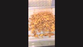 Small Pecan Nut Buster