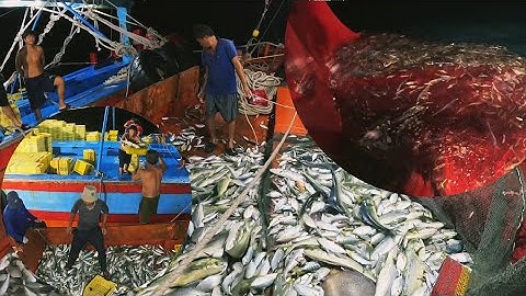 Hốt Trọn Bầy Cá Giũa | Đánh Cá 2025 - Tập 67 | Sóng Biển Hứa Đông