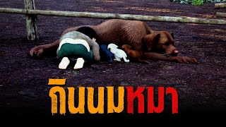 กินนมหมา : คติธรรม 3D EP.97