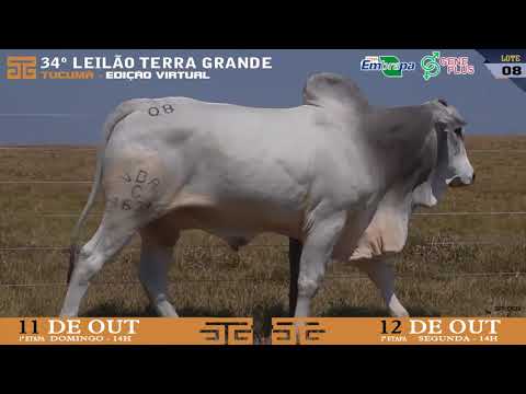 LOTE 008